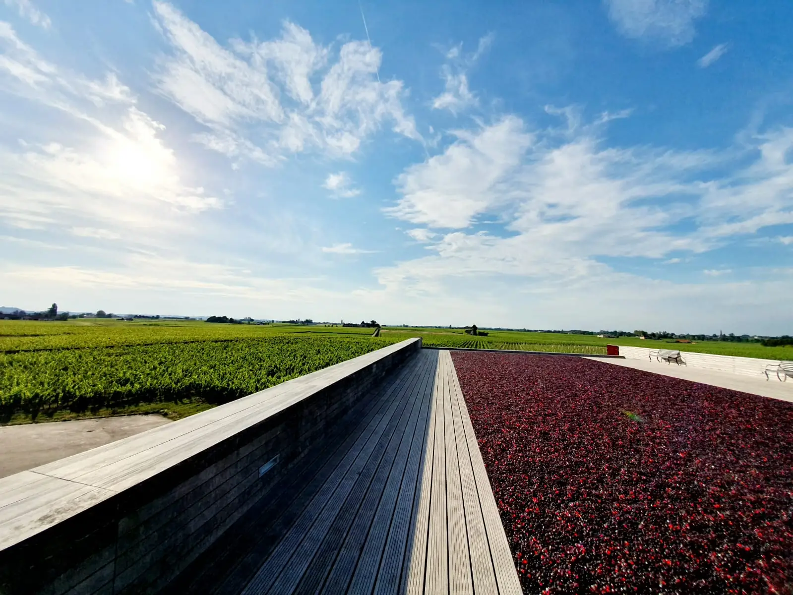 Allée entre les rangs de vigne du vignoble de Saint-Émilion